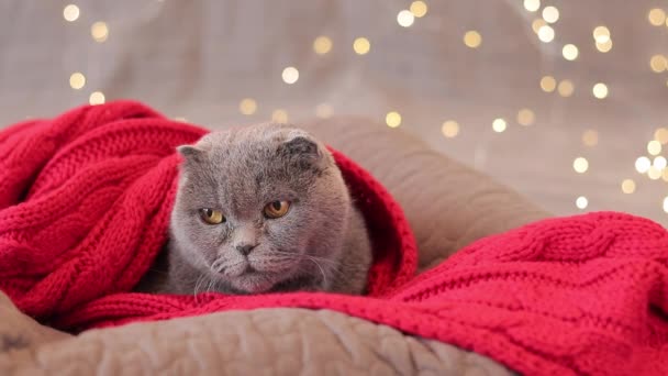 Μια Βρετανίδα γάτα με κόκκινο κασκόλ στο φόντο μιας Χριστουγεννιάτικης γιρλάντας. Κατοικίδια και Πρωτοχρονιά ή Χριστούγεννα. Γάτα και εορταστικό φόντο. Όμορφη γκρι γάτα shorthair στο κρεβάτι - Πλάνα, βίντεο