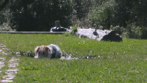 Pies gra na błotnistej wody staw w parku zielona trawa - Materiał filmowy, wideo