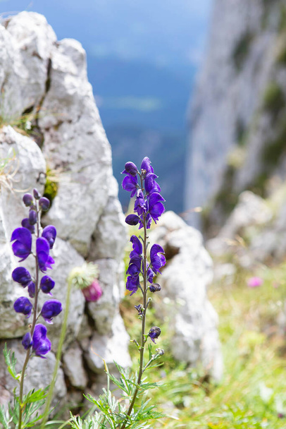 Blaue Glocken blühen im Sommer in den Alpen. Lila Lupinenblüten wachsen auf dem Felsen. Blühen der alpinen Glockenblume in der Natur. Floraler Hintergrund.  - Foto, Bild
