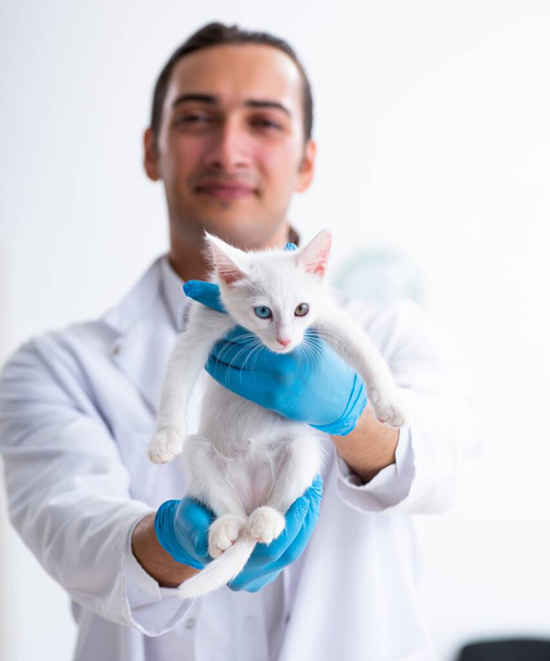 der junge Arzt untersucht kranke Katze - Foto, Bild