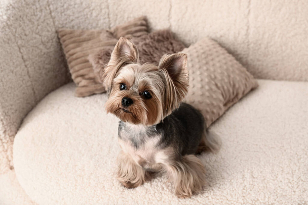 Roztomilý malý yorkshirský teriér pes sedí na pohovce v obývacím pokoji - Fotografie, Obrázek