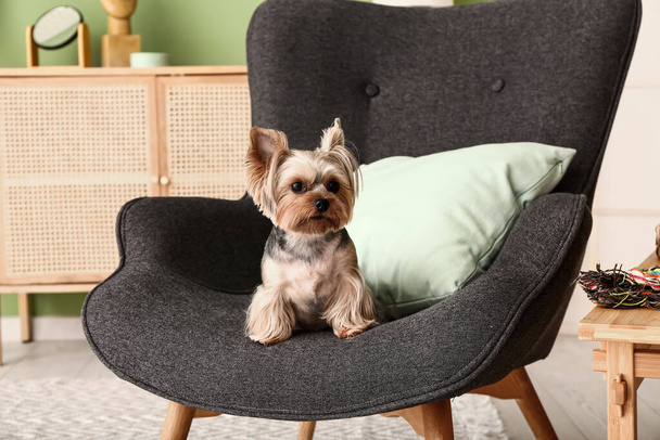 Cute small Yorkshire terrier dog sitting on armchair in living room - Photo, Image