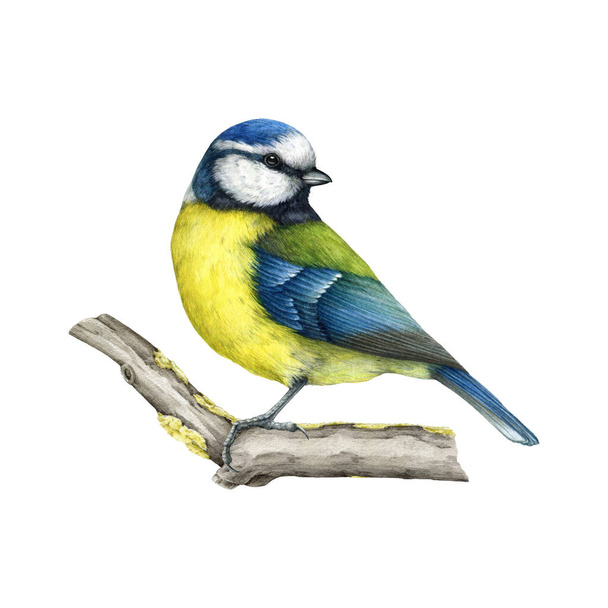 Blue tit bird on the tree branch. Vintage style watercolor painted illustration. Hand drawn Cyanistes caeruleus avian. Tit bird with yellow and blue feathers on the twig side view. White background. - Foto, Imagem