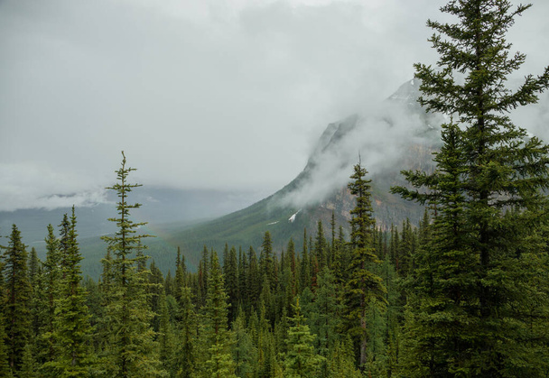 Yağmurdan sonra dağlarda sis - Alberta 'daki güzel Rocky Dağları. Turizm - yürüyüş, dinlenme ve iyileşme. Kozalaklı orman - Fotoğraf, Görsel