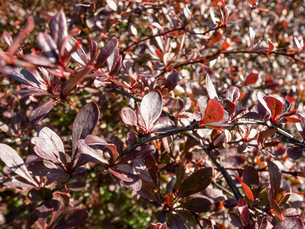 Close-up shot of a compact bushy shrub (Berberis thunbergii) 'Red Chief' with deep glossy red foliage growing in a park in autumn - Photo, Image