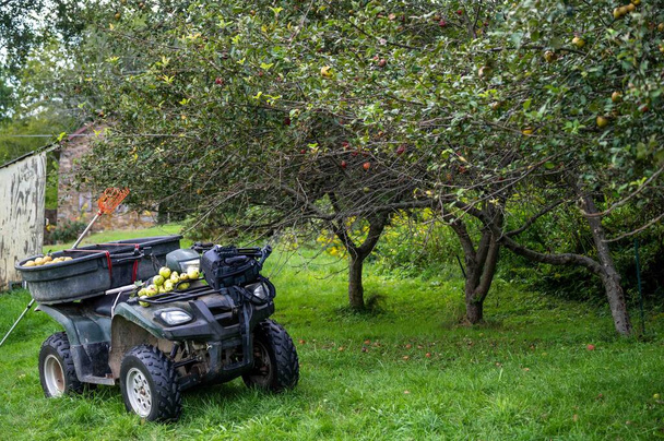 ATV 'nin, organik bir elma bahçesindeki ATV' nin önü. Taze toplanmış altın russet ve caville blanc dhiver elma şarabı ve hasat kutusunda araca bağlanmış elmalar. Yeşil çimen - Fotoğraf, Görsel