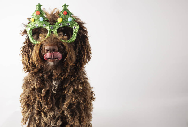 Portret uroczego psa w okularach choinkowych i wyjętym języku. Pocztówka ze zwierzątkiem. Koncepcja świąteczna - Zdjęcie, obraz