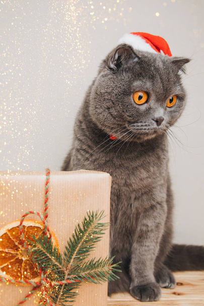 Сірий короткошерстий кіт у різдвяній шапці на світлому тлі. Різдвяний фон з тваринами. Вид спереду - Фото, зображення