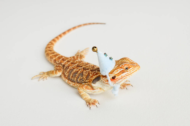 Bearded dragon, pogona vitticeps, isolated on white background, Tiger Pattern Morphs. Professional studio macro photography on isolated white background.Dragon in a New Years blue cap. New Year card - Photo, Image