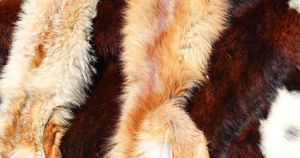 Tierfell Hintergrund mit zwei gehäuteten Fuchsstolzen zum Verkauf in exklusivem Luxus-Pelzgeschäft - Foto, Bild