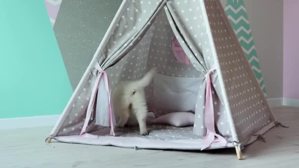 A White Swiss Shepherd puppy is playing mischievously in the childrens room. A cute white puppy is playing in a childrens wigwam. Pets concept. 4k footage. - Footage, Video