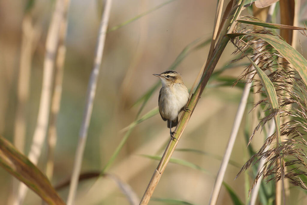 An adult sedge warbler in winter plumage shot in soft morning light sitting on reed branches. Close-up detailed photo - Photo, Image