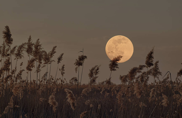 Pampas grass silhouetted against a full moon, a serene scene capturing the ethereal beauty of nature under the night sky. Background for Halloween. Mystical spirit of the night. - Photo, Image