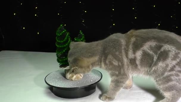 Gatito juega con un pequeño árbol de Navidad contra el telón de fondo de una guirnalda intermitente - Imágenes, Vídeo