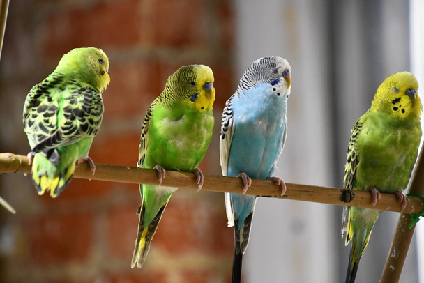 Πολύχρωμα πουλάκια με παπαγάλους - Φωτογραφία, εικόνα