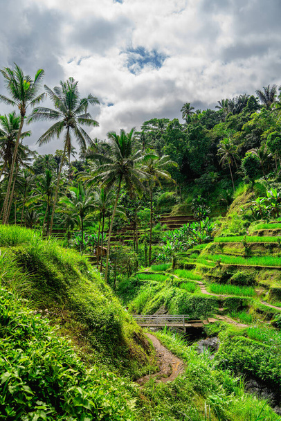 όμορφη θέα της Tegalalang Rice Terrace, Μπαλί, Ινδονησία - Φωτογραφία, εικόνα
