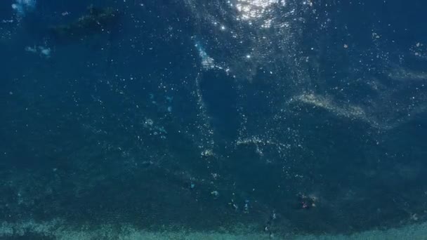 Plastic vervuiling op Liberty wrakschip bij Tulamben in Bali. Toerisme en ecologische problemen - Video