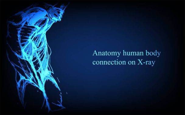 Человеческая анатомия спереди на рентгеновском снимке. Анатомическая связь человеческого тела, медицинский, образовательный или научный баннер на футуристическом синем фоне, векторная ручная иллюстрация - Вектор,изображение