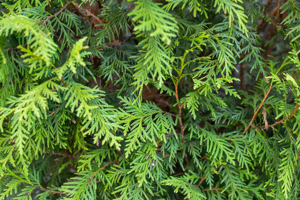 緑色のトゥヤエメラルドの小枝と目に見える質感 - 写真・画像