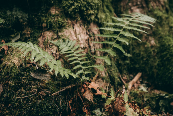 秋の森にいるフェルナン. 自然林の緑のフェルン - 写真・画像