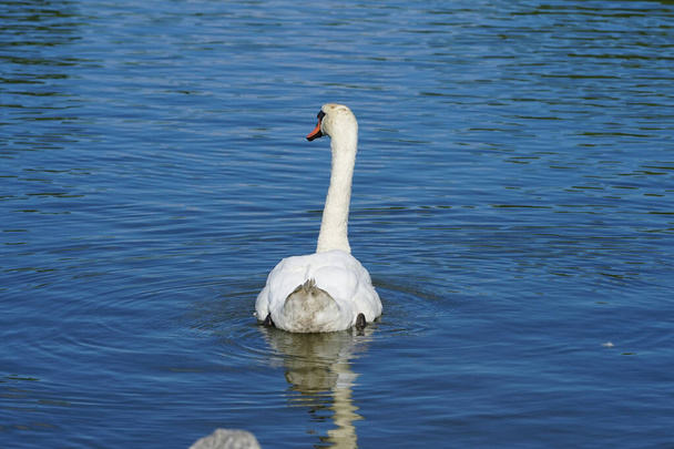 Белый немой лебедь плавает на озере Биздорфер Баггерзее в августе. Немой лебедь, Cygnus olor, является видом лебедя и представителем семейства водоплавающих птиц Anatidae. Кауфман Баггерзее, Берлин, Германия  - Фото, изображение