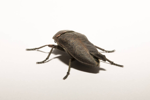 Perotis lugubris est un genre de coléoptères de la famille des Perotis.. - Photo, image