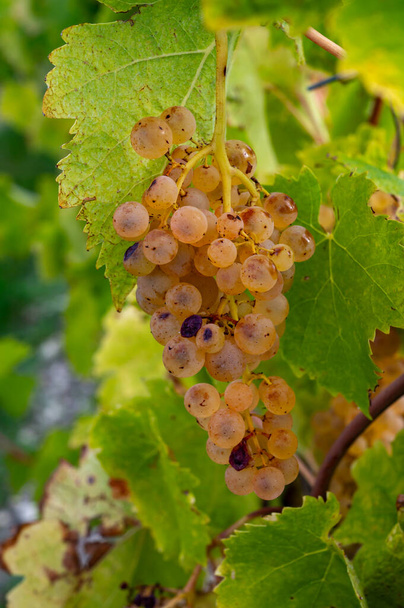 コニャックの白ワイン地域のブドウ畑での収穫時間, シャレンテ, コニャックの強い蒸留のために醜いブランのブドウの使用を収穫する準備ができて熟した, フランス - 写真・画像
