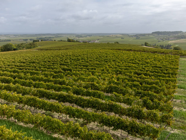 コニャックの白ワイン地域での収穫時間,シャレンテ,コニャックの強い蒸留,フランス,グランドシャンパーニュのための醜いブランブドウの使用を収穫する準備ができて熟した列のブドウ畑 - 写真・画像