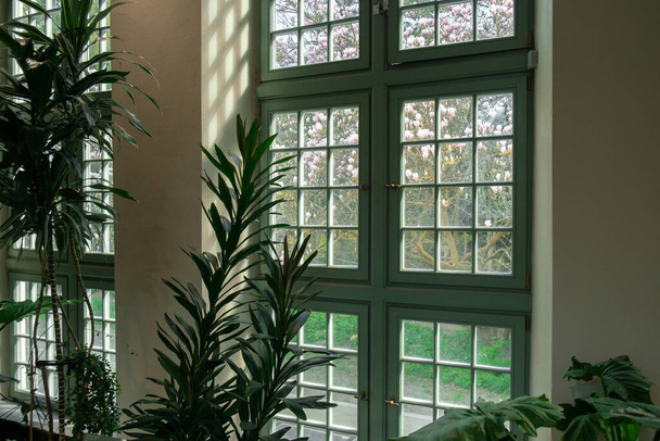 Fermer la feuille de palmier à côté de l'ancienne fenêtre. Modèle abstrait de décor d'arrière-plan de conception intérieure minimale maquette. Concept d'écologie plante exotique. Ombres chaudes de soleil de bronzage à travers la fenêtre verte. Esthétique - Photo, image