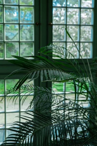 Primo piano della foglia di palma accanto alla vecchia finestra. Astratto design minimale interni decorazione di sfondo modello mockup. Concetto di ecologia pianta esotica. Le ombre calde di luce solare abbronzante attraverso la finestra verde. Estetica - Foto, immagini