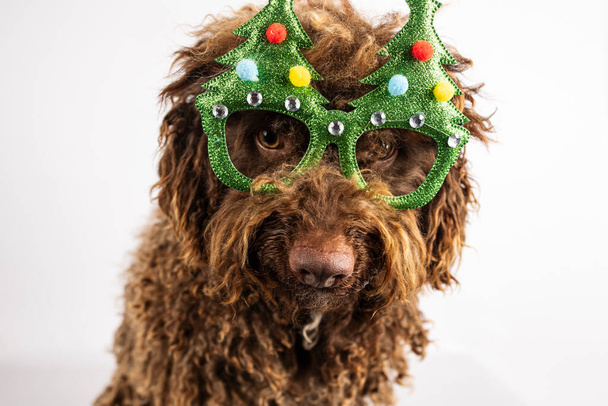 Lähikuva koira joulun lasit eristetty valkoisella pohjalla - Valokuva, kuva