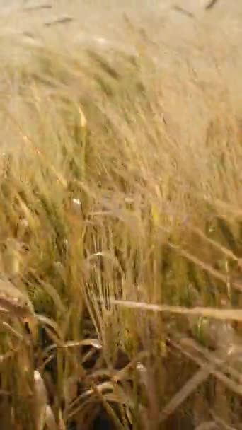 primo piano del grano dorato nel settore agricolo - Filmati, video