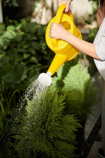 Closeup image of woman watering bushes in backyard on sunny day - Photo, Image