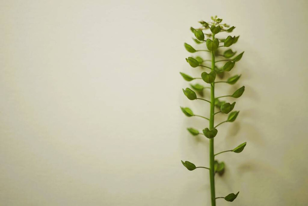 Растение Шепарда на белом столе. Карточка травяного искусства. - Фото, изображение