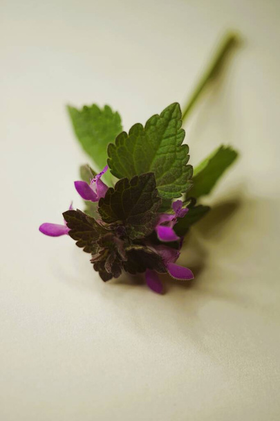 Ламий пурпурный. Биеннале травянистых растений. Фиолетовые цветы на бежевом столе - Фото, изображение