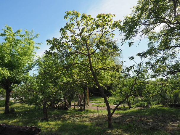 catalpa aka catawba tree classification scientifique Catalogne - Photo, image