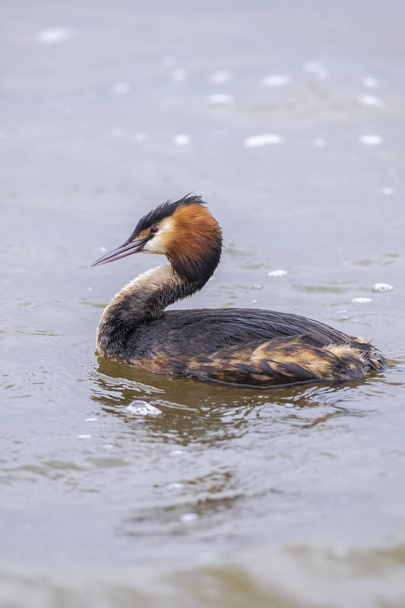 Portrait closeup of a great crested grebe, Podiceps cristatus swimming on the water surface on a lake. - Photo, Image