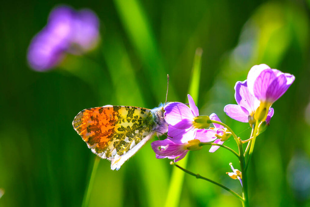 Anthocharis cardamines Orangenspitze männlicher Schmetterling ruht im Sonnenlicht Draufsicht mit geöffneten Flügeln. - Foto, Bild