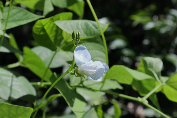 Vista de uma flor de feijão alado de cor azul pálida (Psophocarpus Tetragonolobus), e os dois botões de flor elevados ainda por florescer - Foto, Imagem