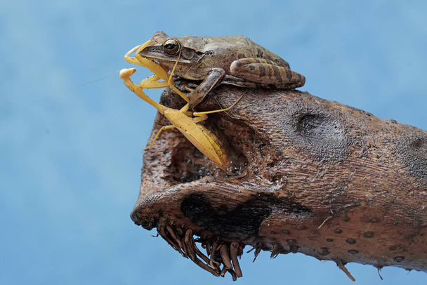 Una rana arbórea común está lista para aprovecharse de una mantis religiosa amarilla en un tronco seco. La rana, también conocida como la rana arbórea rayada, tiene el nombre científico Polypedates leucomystax. - Foto, Imagen