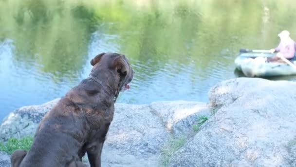 labrador dog sits near a river and looks at the fisher in a boat on the river - Footage, Video