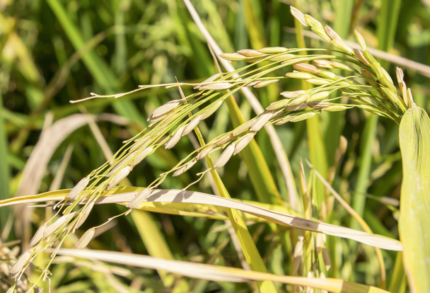 Крупный план рисовых шипов
  - Фото, изображение