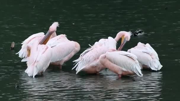 Gruppo di uccelli pellicani rosa, Pelecanus rufescens pulizia piume nel lago scuro con riflessione sull'acqua e sfondo sfocato - Filmati, video