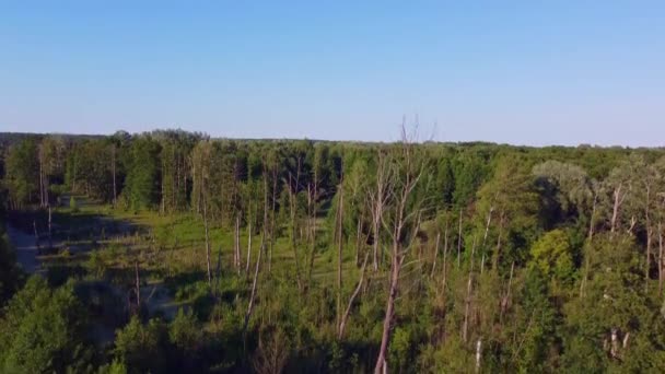 Landschap van bossen en de rivier de Narew in Polen - Video