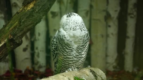 Video of Snowy owl - Footage, Video
