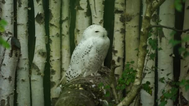 Video luminen pöllö eläintarhassa - Materiaali, video