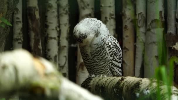 Video of Snowy owl in zoo - Footage, Video