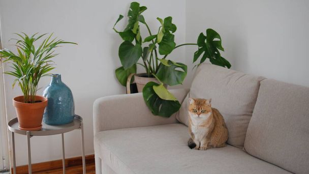 Μικρή γάτα χαλαρωτικό καναπέ στο σαλόνι. Κατοικίδιο ζώο κάθεται άνετα μπεζ καναπέ στο σπίτι. Καταπληκτικό αξιολάτρευτο κατοικίδιο που αναπαύεται μόνο ψάχνει asides. Ροδακινί χρωματιστό γατάκι ξοδεύει χρόνο στο ελαφρύ επίπεδο εσωτερικό - Φωτογραφία, εικόνα