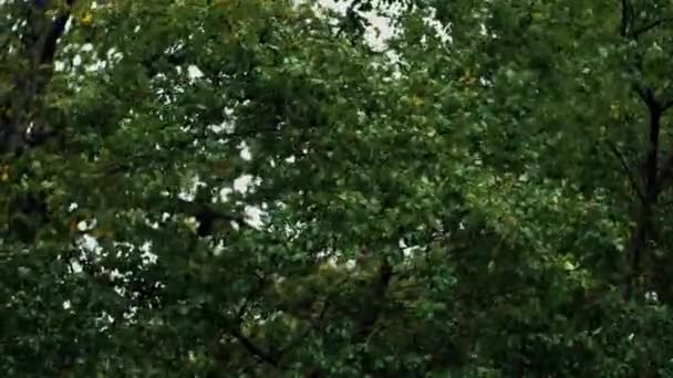 A vihar levelekkel tépi szét a faágakat. Erős széllökések tépett faágak. - Felvétel, videó