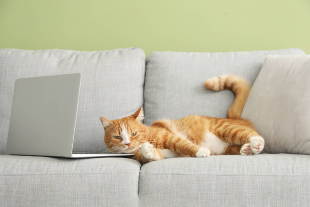Mignon chat rouge avec ordinateur portable couché sur le canapé près du mur vert - Photo, image